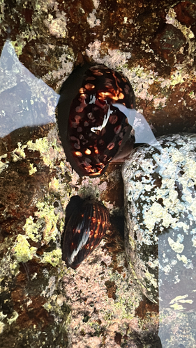 Mauritia mauritiana