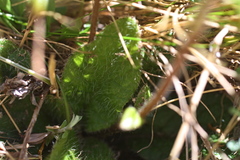 Brachyglottis bellidioides