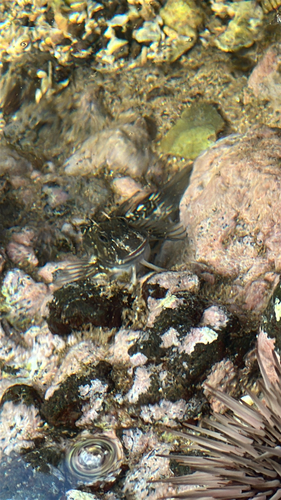 Istiblennius zebra