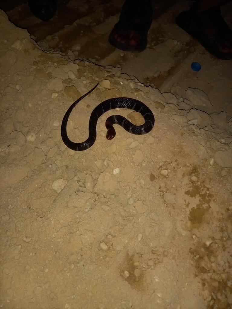 Orange-lipped Keelback (Rhabdophis flaviceps)