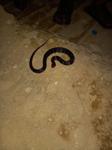 Rhabdophis flaviceps observed 2026-04-28