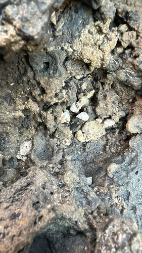 Littorina pintado observed 2026-04-28