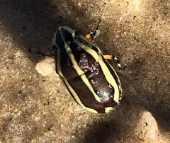 Agonosoma flavolineatum