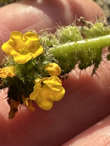 Amsinckia spectabilis, photograph 3