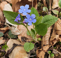 Omphalodes verna