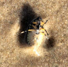 Agonosoma flavolineatum