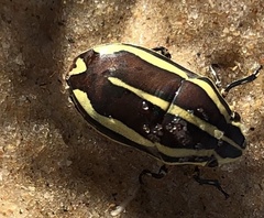 Agonosoma flavolineatum