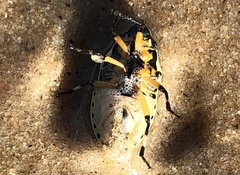 Agonosoma flavolineatum