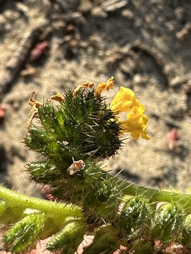 Amsinckia spectabilis, photograph 4