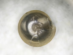 Euconulus dentatus