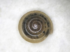 Euconulus dentatus