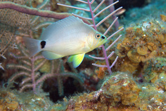 Hypoplectrus unicolor