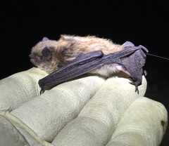 Myotis volans