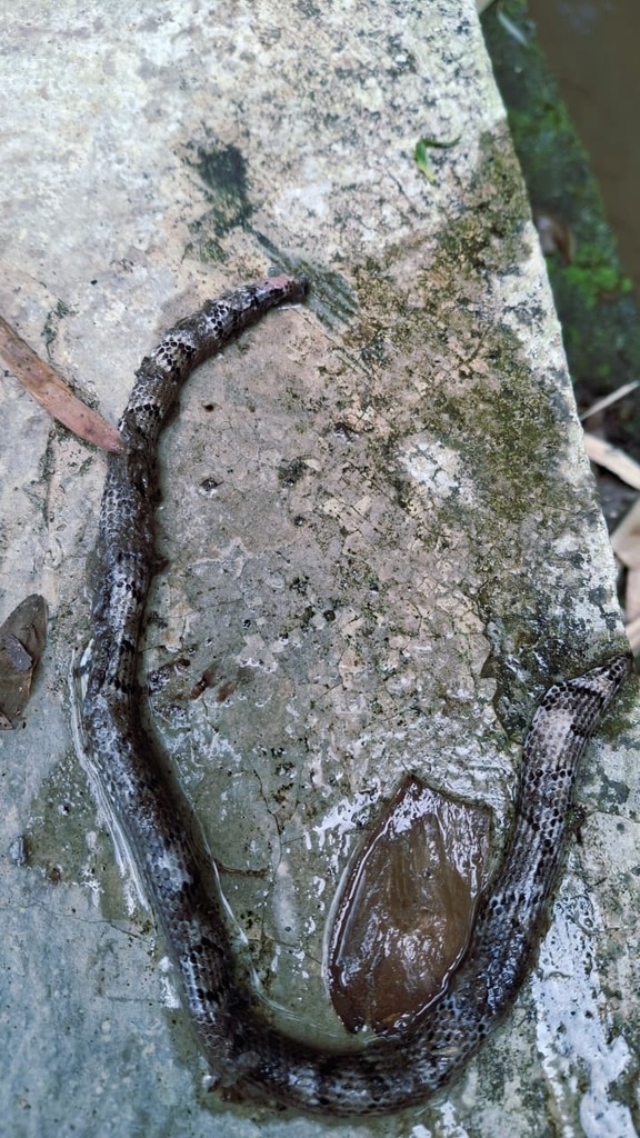 Cylindrophis subocularis