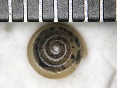 Euconulus dentatus