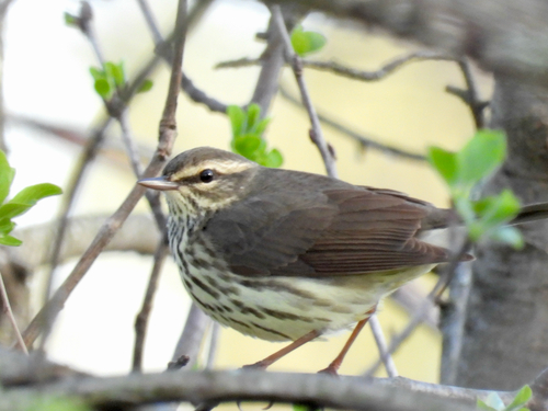 Northern Waterthrush, Wisconsin, US, photo 5 of 10
