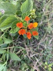 Lantana camara image
