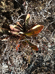 Limonium californicum