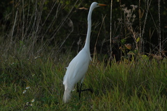 Ardea alba egretta