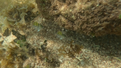 Abudefduf saxatilis