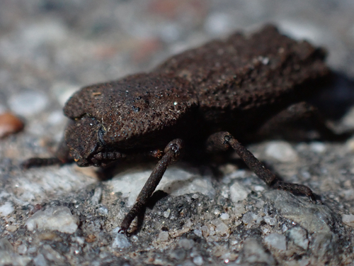 iNaturalist observation photo of Wrinkled Ironclad Beetle