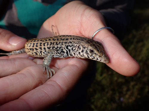 iNaturalist observation photo of Western Whiptail