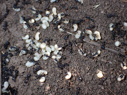 iNaturalist observation photo of Andre's Harvester Ant