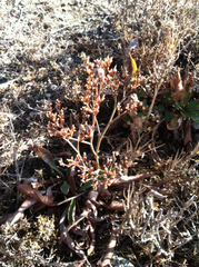 Limonium californicum