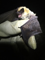 Myotis thysanodes