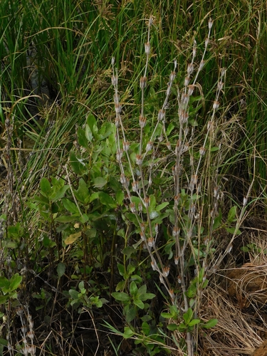 Hygrophila ringens observed 2026-04-27