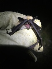 Myotis thysanodes