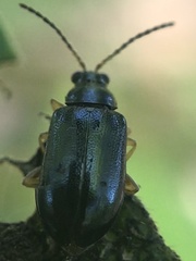 Alticina