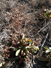 Limonium californicum