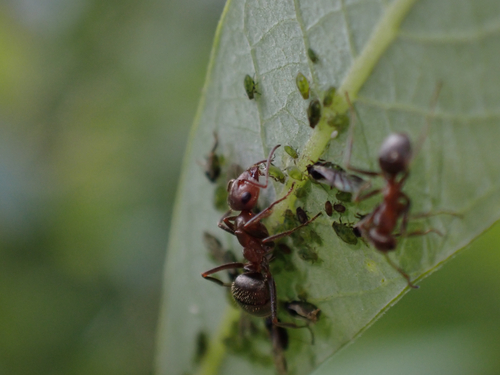 iNaturalist observation photo of Wood, Mound, and Field Ants