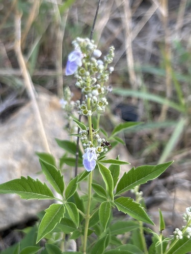 Vitex negundo heterophylla