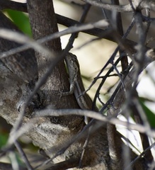 Anolis litoralis