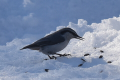Sitta europaea albifrons