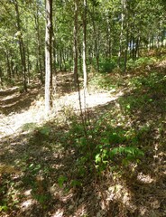 Asphodelus ramosus ramosus