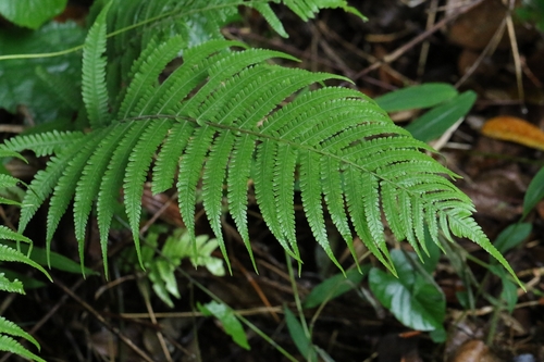 Sphaerostephanos heterocarpus observed 2026-04-24