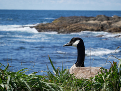 Branta canadensis moffitti