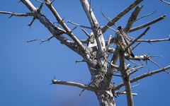 Falco peregrinus anatum