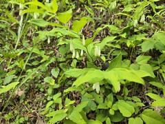 Polygonatum lasianthum
