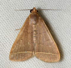 Simplicia cornicalis