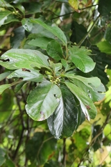 Litsea monopetala
