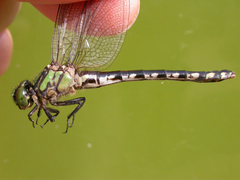 Ophiogomphus anomalus