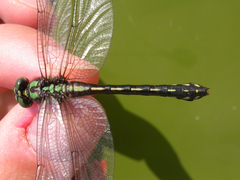Ophiogomphus anomalus