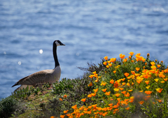 Branta canadensis moffitti