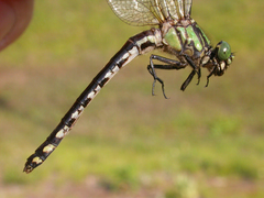 Ophiogomphus anomalus