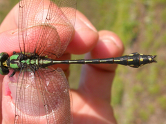 Ophiogomphus anomalus
