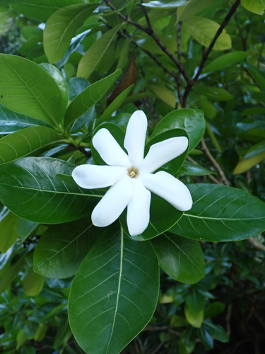 Gardenia taitensis
